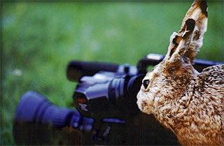 Osterhase blickt durch Kamerasucher